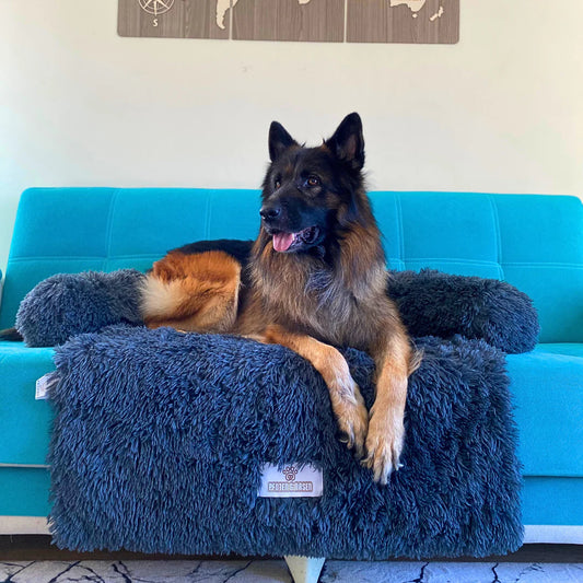 Hund auf Sofaschutz liegt bequem und geschützt

